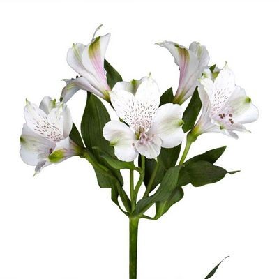 Альстромерия белая — Цветы SFlower – доставка цветочных букетов в Хабаровске. У нас цветы можно купить или заказать с доставкой круглосуточно — 211