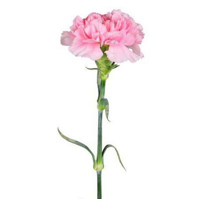 Гвоздика розовая — Цветы SFlower – доставка цветочных букетов в Хабаровске. У нас цветы можно купить или заказать с доставкой круглосуточно — 217
