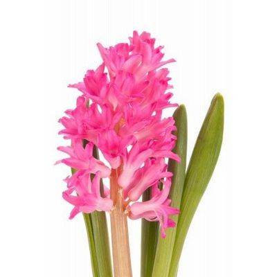 Гиацинт розовый — Цветы SFlower – доставка цветочных букетов в Хабаровске. У нас цветы можно купить или заказать с доставкой круглосуточно — 223