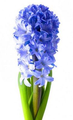 Гиацинт синий — Цветы SFlower – доставка цветочных букетов в Хабаровске. У нас цветы можно купить или заказать с доставкой круглосуточно — 224