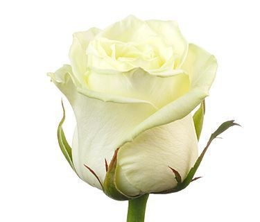 Роза белая — Цветы SFlower – доставка цветочных букетов в Хабаровске. У нас цветы можно купить или заказать с доставкой круглосуточно — 236