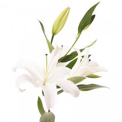 Лилия белая — Цветы SFlower – доставка цветочных букетов в Хабаровске. У нас цветы можно купить или заказать с доставкой круглосуточно — 249