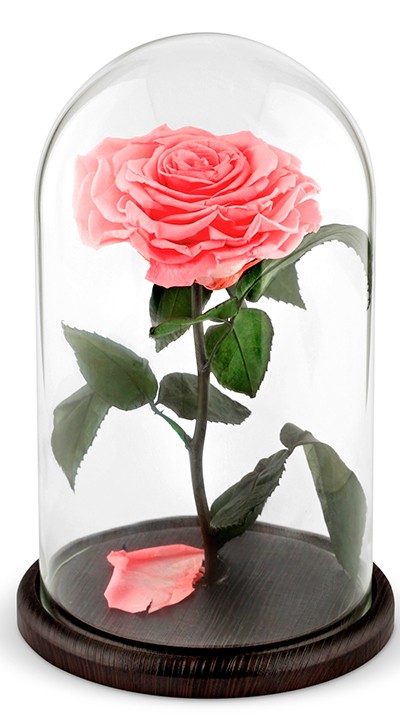 Розовая роза в колбе — Цветы SFlower – доставка цветочных букетов в Хабаровске. У нас цветы можно купить или заказать с доставкой круглосуточно — 269