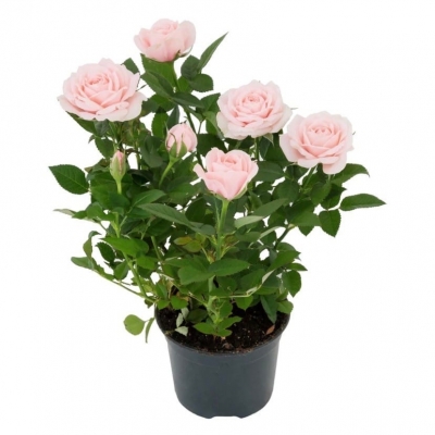 Роза  в горшке — Цветы SFlower – доставка цветочных букетов в Хабаровске. У нас цветы можно купить или заказать с доставкой круглосуточно — d85b664e