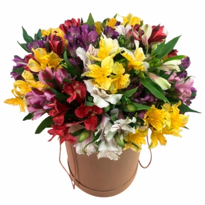Разноцветные альстромерии в круглой коробке — Цветы SFlower – доставка цветочных букетов в Хабаровске. У нас цветы можно купить или заказать с доставкой круглосуточно — 