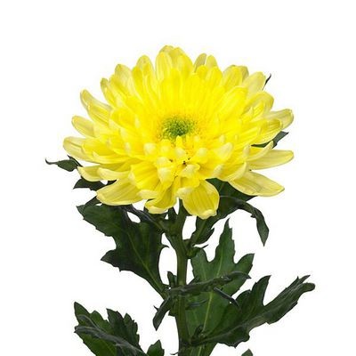 Хризантема желтая — Цветы SFlower – доставка цветочных букетов в Хабаровске. У нас цветы можно купить или заказать с доставкой круглосуточно — 244